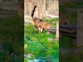 King of the Jungle 🦁 #lion  #shorts  #shortsfeed  #animals  #sanfrancisco #zoo  #guavalyke d