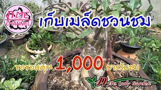 EP002-เก็บเมล็ดชวนชม