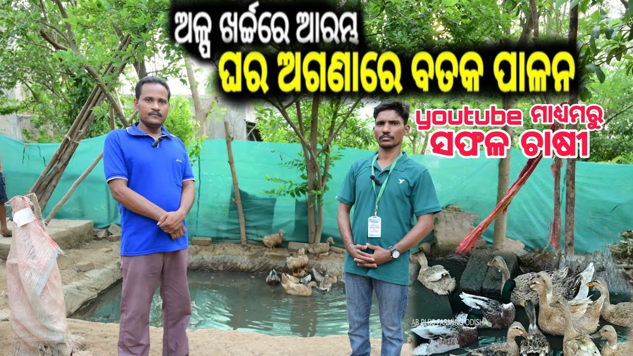 ଅଳ୍ପ ଖର୍ଚ୍ଚରେ କେମିତି କରିବେ ବତକ ପାଳନ || How to start Duck farming in odisha 