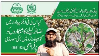 Pink Bollworm Management. PB Ropes. گلابی سنڈی کی مینجمنٹ