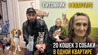 Бабушки приютили 20 кошек и 3 собаки у себя в квартире