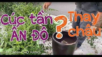 63. Thay chậu cây Cúc tần Ấn Độ căn hộ Mahattan 03-17, ShopHouse 10 - Cây cảnh Chợ Hàng