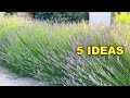 What can be done with lavender 5 ideas
