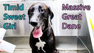 The Apollo Of Dogs  Great Dane  Dog Grooming  Full Groom