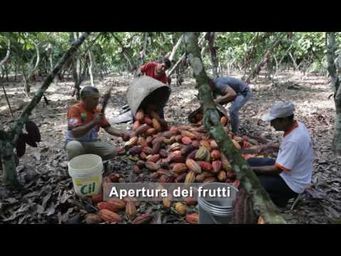 Video: Com'è visitare una fattoria di cacao in Belize