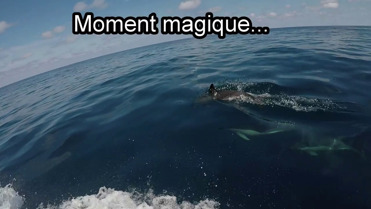 Peche du thon blanc au large du bassin d arcachon .
