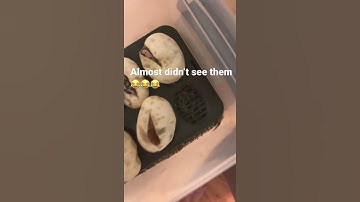 Baby Snakes! #BallPythons Hatching #Reptile #Snake