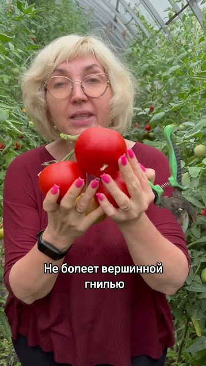 Томат МАХИТОС ! #дачныесоветы #дача #дачасадогород - YouTube