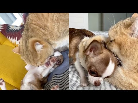 Energetic Dog Gives Up Trying To Play With Cat