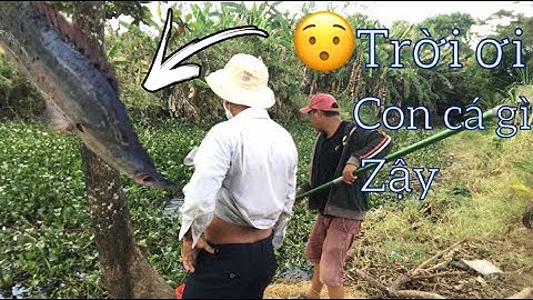 Câu cá thiên nhiên ,câu cá rô đồng bào lục bình rút nước ,một ngày nắng bể cả đầu _út nọng vlogs #64