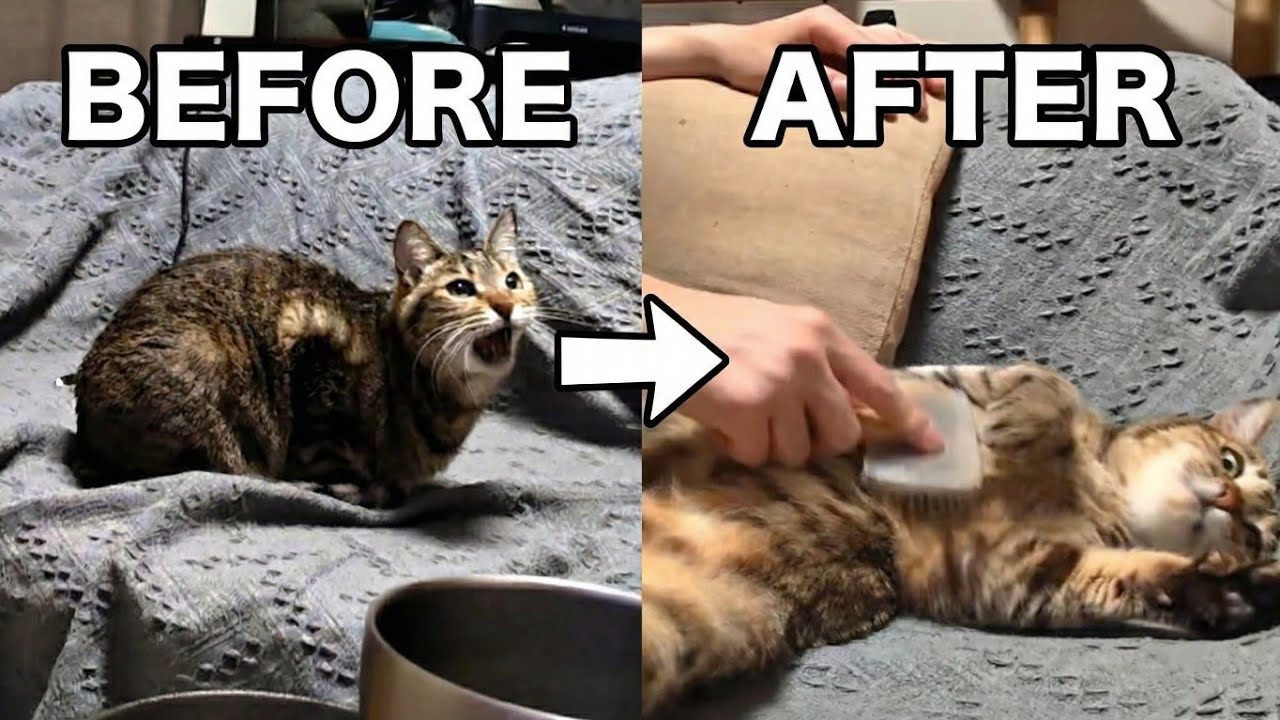 寂しくて鳴いてたのに。ごめんねのブラッシングでとろけちゃう猫。