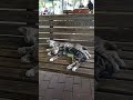 kediler sıcaktan bunalmış mışıl mışıl uyuyor 🇹🇷