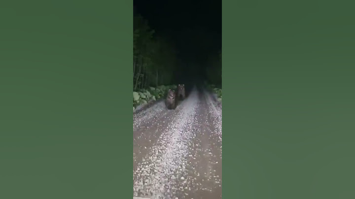 Три медведя ночью остановили автомобиль на Курилах