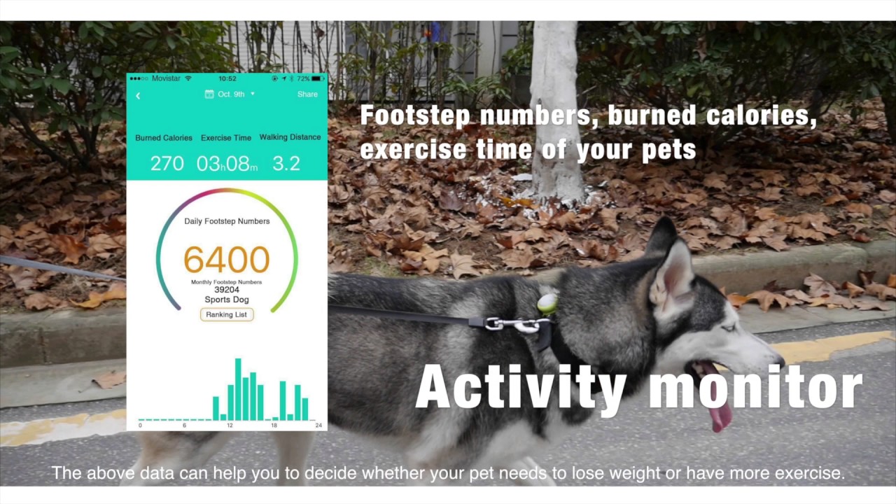 petalways smart pet pendant pet health tracker led dog collar youtube