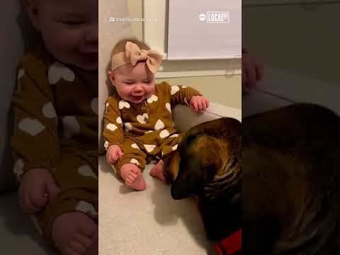 Baby delighted by dog tickling feet