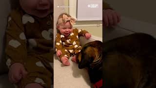 Baby delighted by dog tickling feet