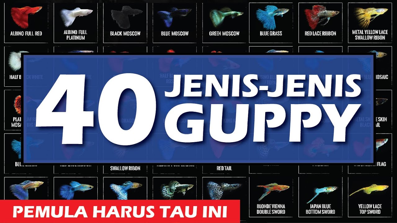 Mengenal 40 Jenis Jenis Ikan Guppy - YouTube