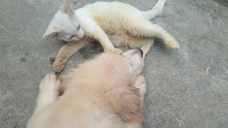 Puppy Says to Kitten: Don't Slap Me by Top Kitten TV 104 views 2 years ago 3 minutes, 9 seconds