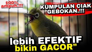 Ciak Joss Kecial Kuning Ampuh Bikin Kecial Malas Bunyi Jadi GACOR‼️
