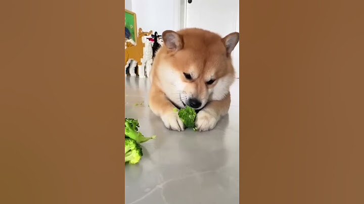 Cute dog eating broccoli #shorts