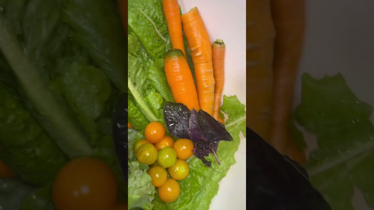 Garden salad, home grown ingredients 🥗🥕🥒🥬🍅