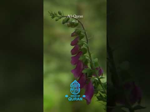 Surah Al-Hujurat 11 | Voice of Quran - Urdu