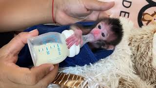 Pity Baby Monkey Shiba Drink Milk With Big Bottle