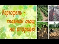 Картофель - главный овощ на огороде! (семинар, основные правила)