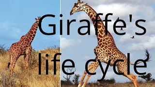 Giraffe's life cycle