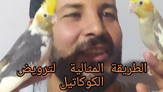 احصل على المال من تربية الكالوبسيت#shorts #fyp #video #vlogs #الحسون #الكوكاتيل