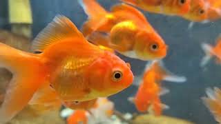 002 GoldFish | Beautiful Gold Fish | Part 2 | golden colour Gold Fish | winline production