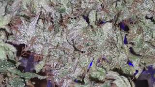 exodus cheese 105g
