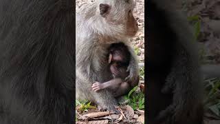 Cute small newborn baby monkey ELIAS so lovely shorts