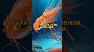 fakta yang jarang di ketahui dari udang #shorts #animals #faktahewan #faktaboy