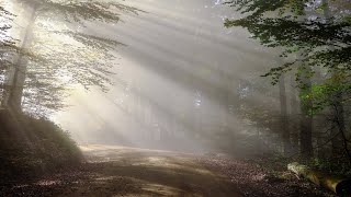 Download Lagu The Prayer (기도) -  Andrea Bocelli § Celine Dion /  Quest For Camelot MP3 Download Lagu The Prayer (기도) -  Andrea Bocelli § Celine Dion /  Quest For Camelot MP3