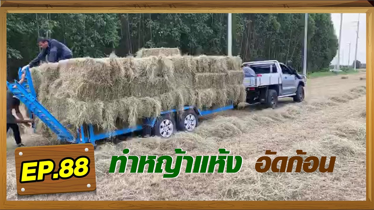 EP.88 : การทำหญ้าแพงโกล่าแห้งอัดก้อน  #วัวบราห์มัน #หญ้าแพงโกล่า