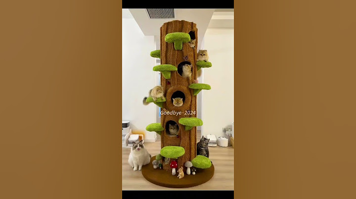 【牛奶是只猫】猫咪全家福来咯，能分清谁是谁吗？