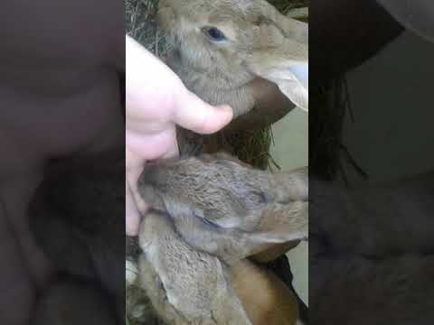 Кролики лижет руки