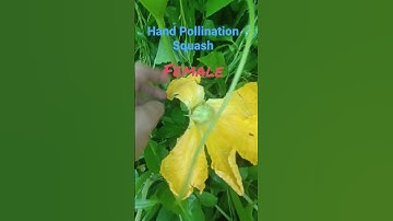 How to do Hand Pollination Squash #shortvideo #provincelife #ytshort #pollination #squash #pollinate