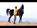 10 crores ki Raj kesari beautiful Horse of India Pushkar 2018