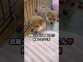 仲良しさん#豆柴子犬