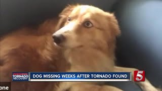 Dog missing for 54 days after EF-4 tornado reunites with family
