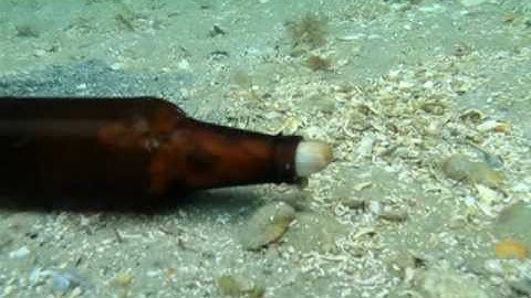 The Octopus and the Beer Bottle