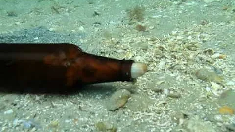 The Octopus and the Beer Bottle