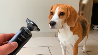 Dogs Vs Evil Electric Shaver Prank | Funny Dogs Louie and Marie