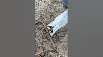 How to safety set a 220 Conibear