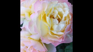 РОЗЫ ТОП-10 ЛУЧШИХ чайно-гибридных роз моего сада #розы #розывсаду