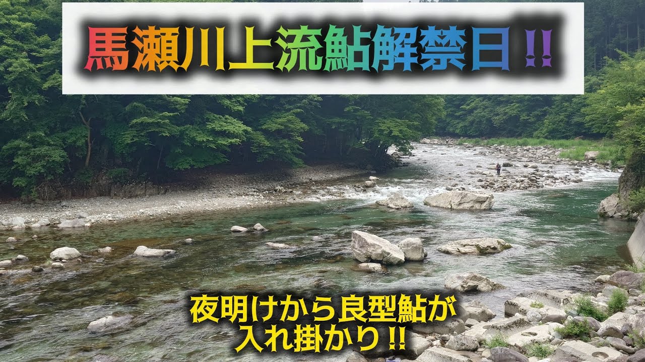 馬瀬川上流鮎解禁日‼️夜明けから良型鮎が入れ掛かり‼️