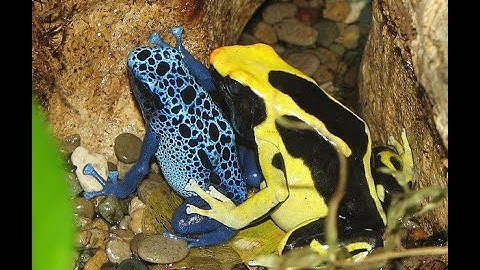 Why Does Bright Color Mean Poison In Nature?