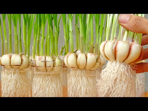 Video: Australian Bottle Tree Info - Lär dig om Kurrajong Bottle Trees